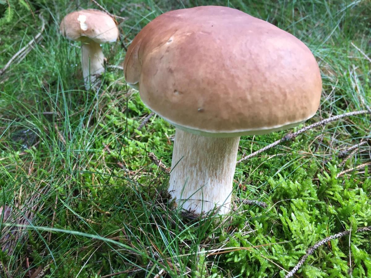 Pension Zum Rothaarsteig Netphen Bagian luar foto
